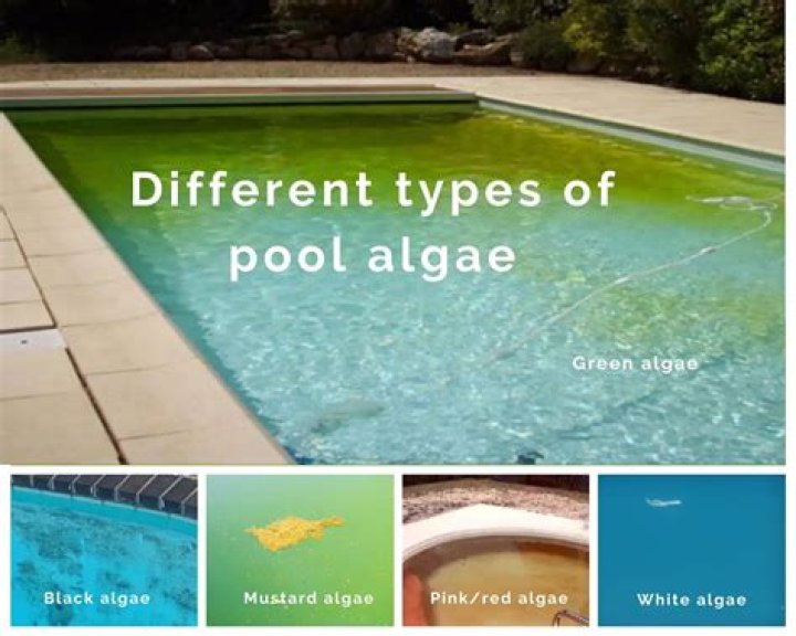 How do you clean algae off pool screens