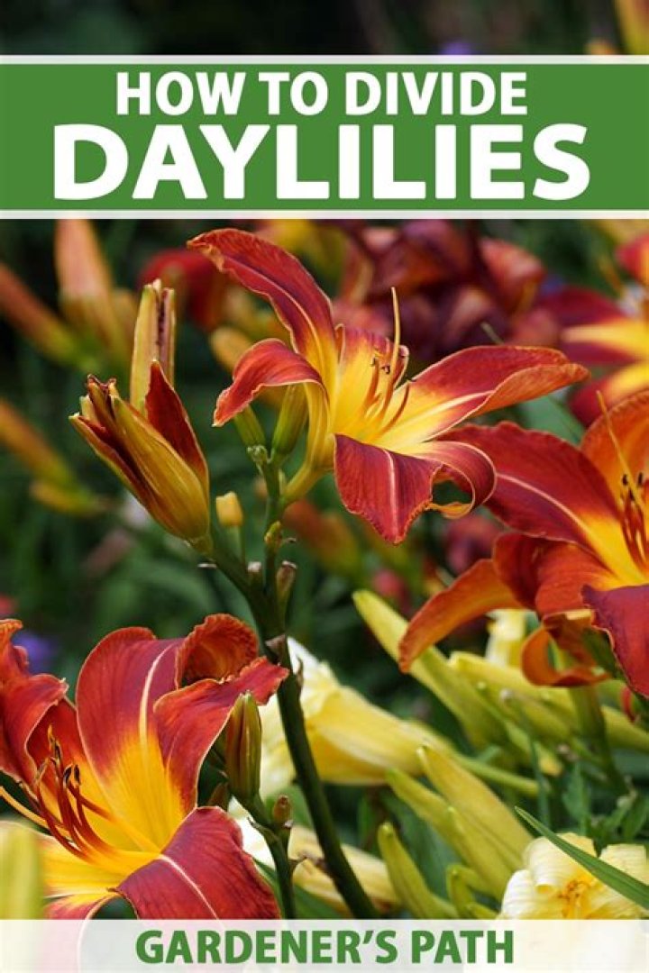 How do you divide and transplant daylilies