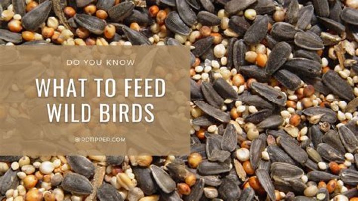 How do you feed insects to birds