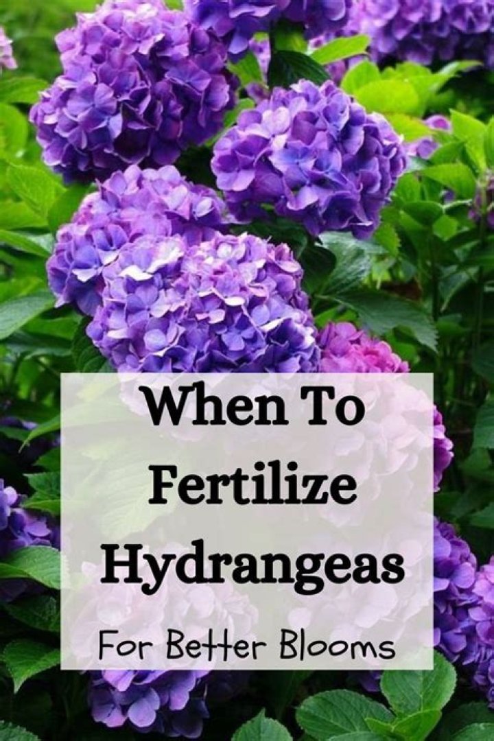 How do you fertilize Nellie Stevens holly