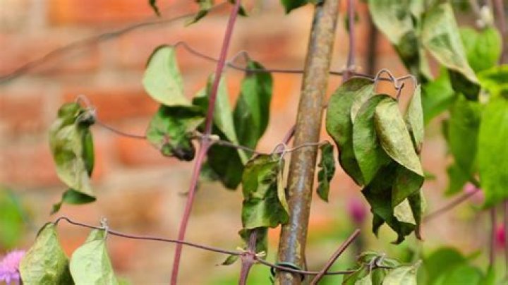 How do you fix clematis wilt