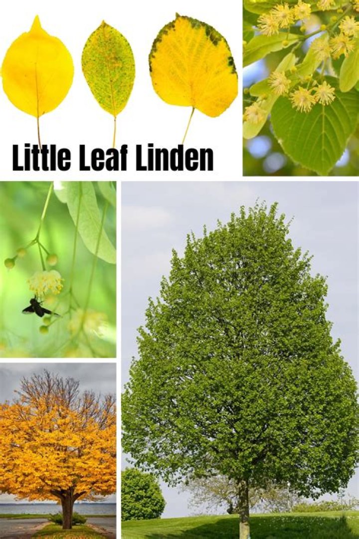 How do you get rid of aphids on linden trees