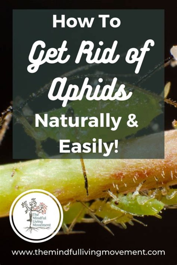 How do you get rid of aphids organically