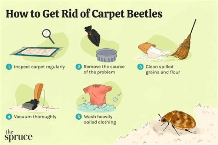 How do you get rid of grain beetles