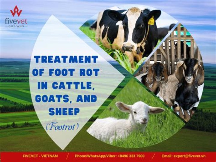 How do you get rid of hoof rot in sheep