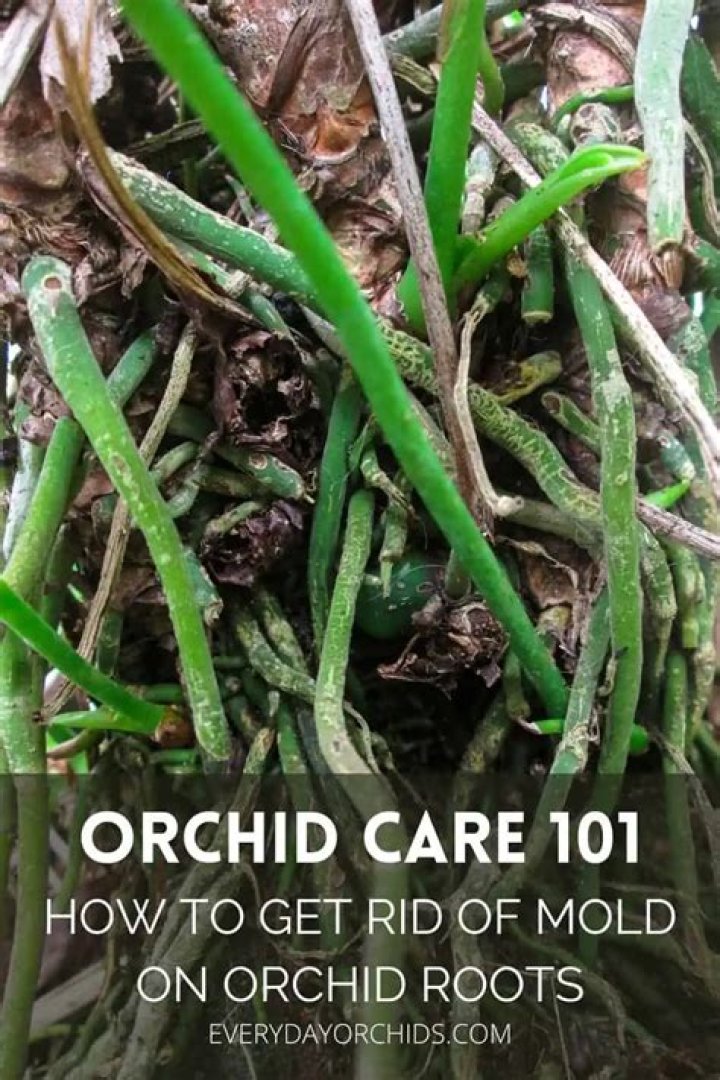 How do you get rid of mold on orchid roots