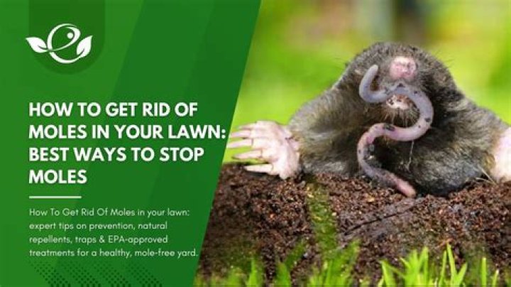 How do you get rid of moles in the winter