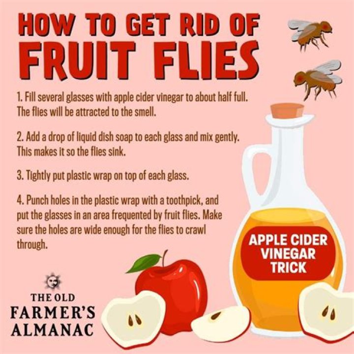 How do you get rid of organic fruit flies