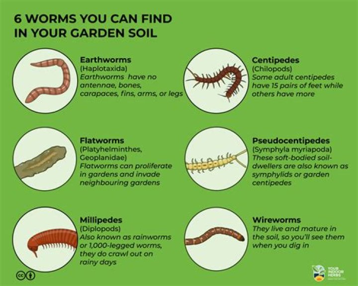 How do you get rid of worms in your lawn