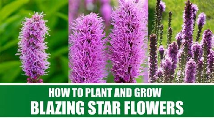 How do you grow a prairie blazing star