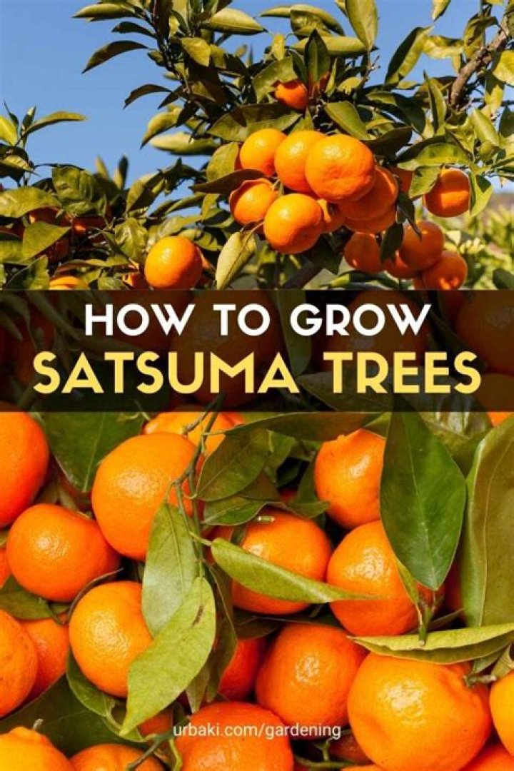 How do you grow a satsuma tree