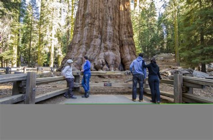 How do you grow a sequoia tree from a cone