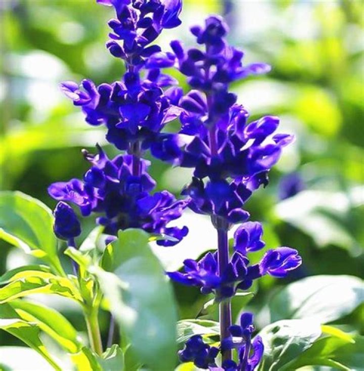 How do you grow Blue Bedder sage