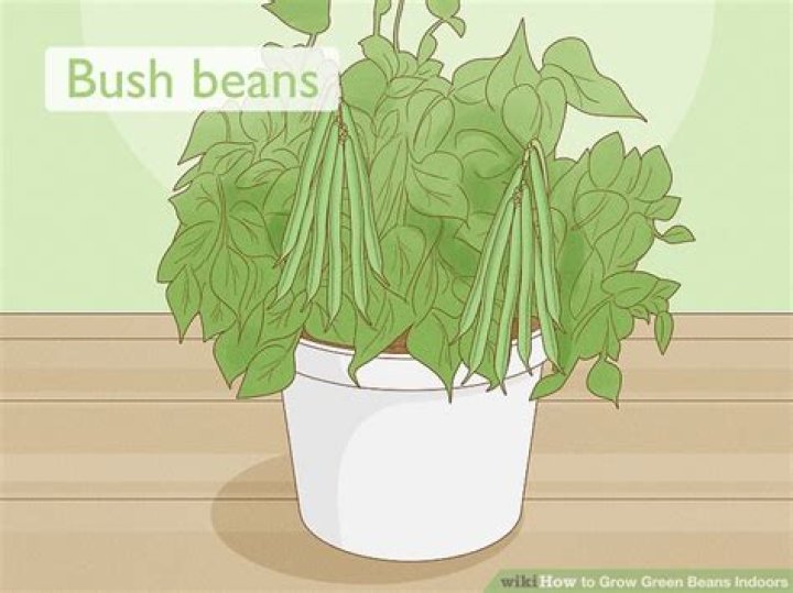 How do you grow bush beans indoors