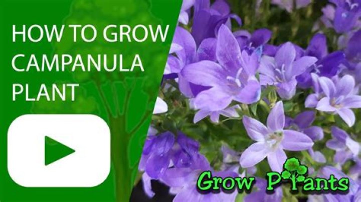 How do you grow Campanula glomerata