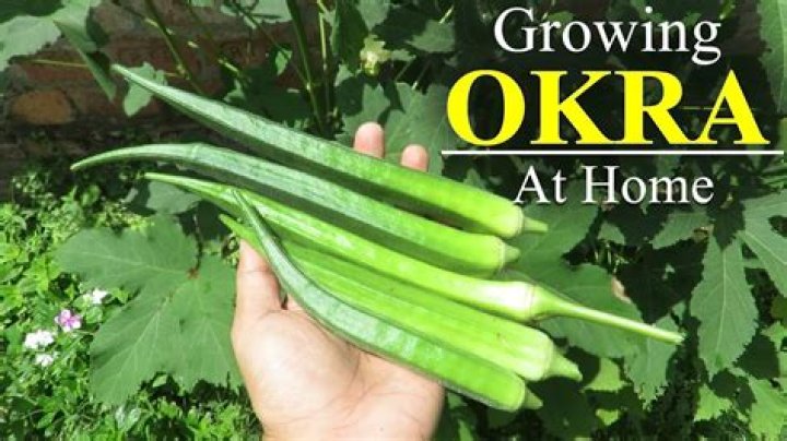 How do you grow Chinese okra