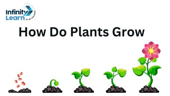 How do you grow plants from scraps