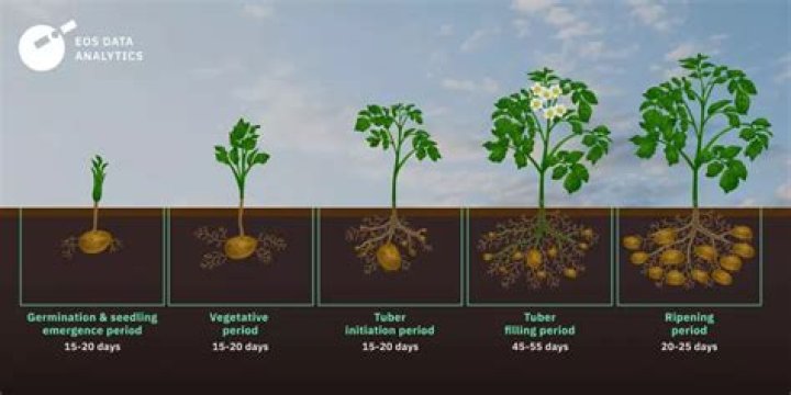 How do you grow potatoes in West Coast Seeds