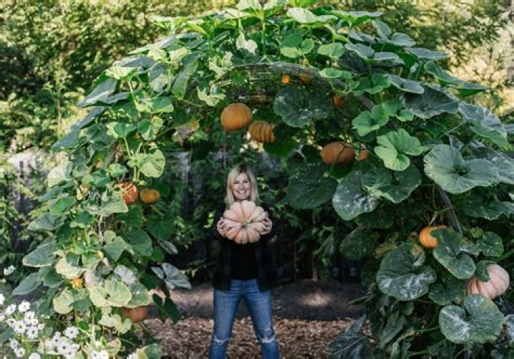 How do you grow pumpkins and squash