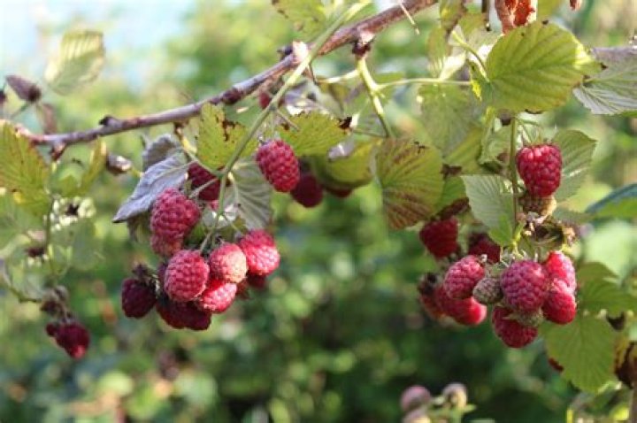 How do you grow raspberries in Alberta