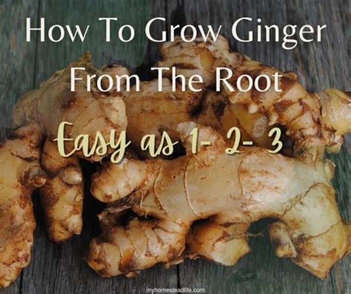How do you grow red ginger from Hawaii