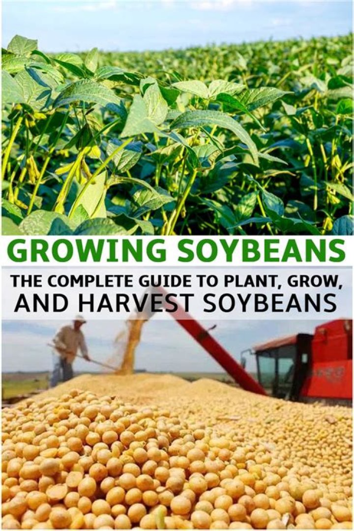How do you grow soybeans commercially