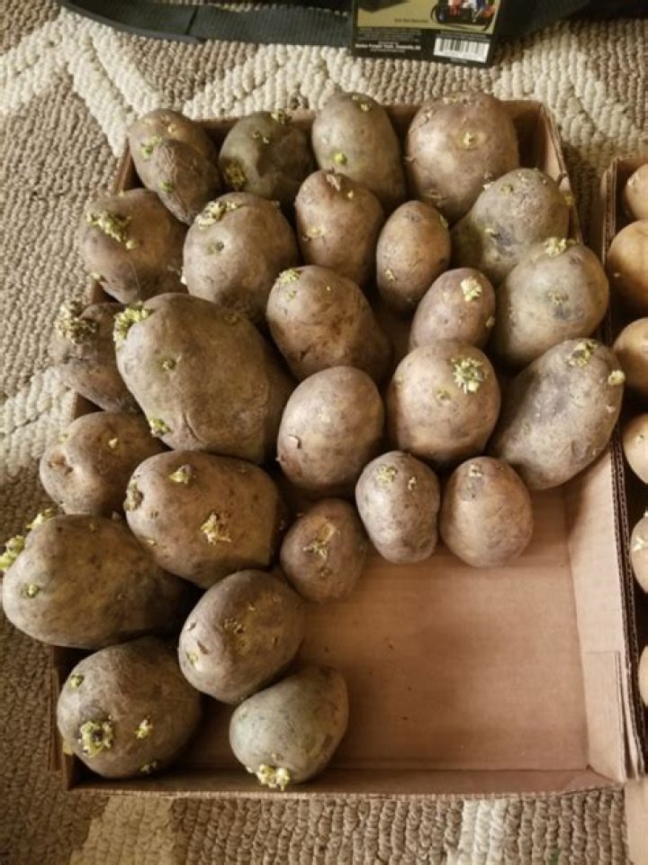 How do you grow store bought potatoes