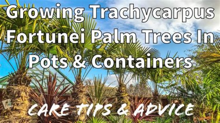 How do you grow trachycarpus fortunei
