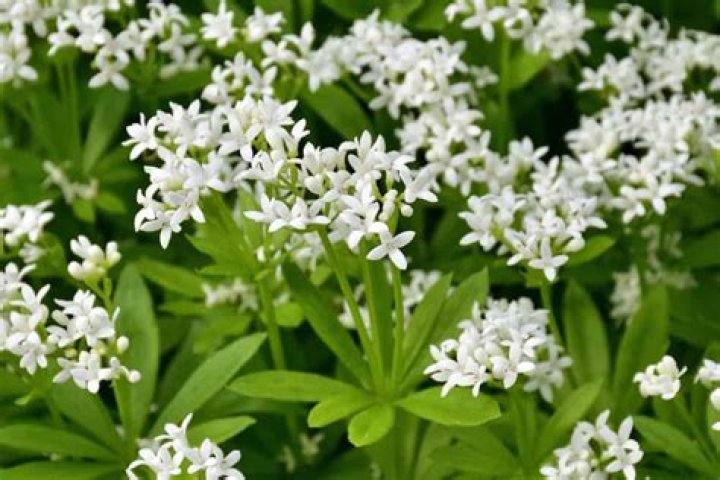 How do you harvest sweet woodruff