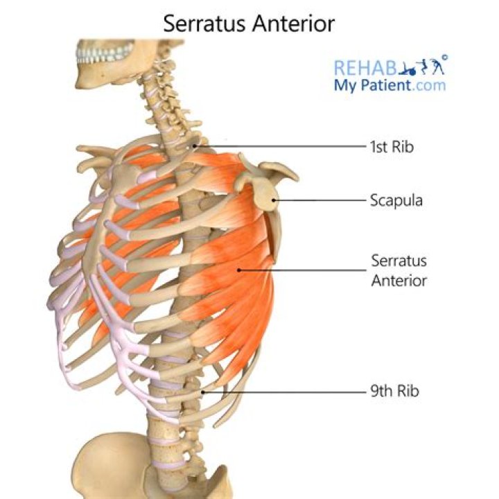 How do you heal serratus anterior