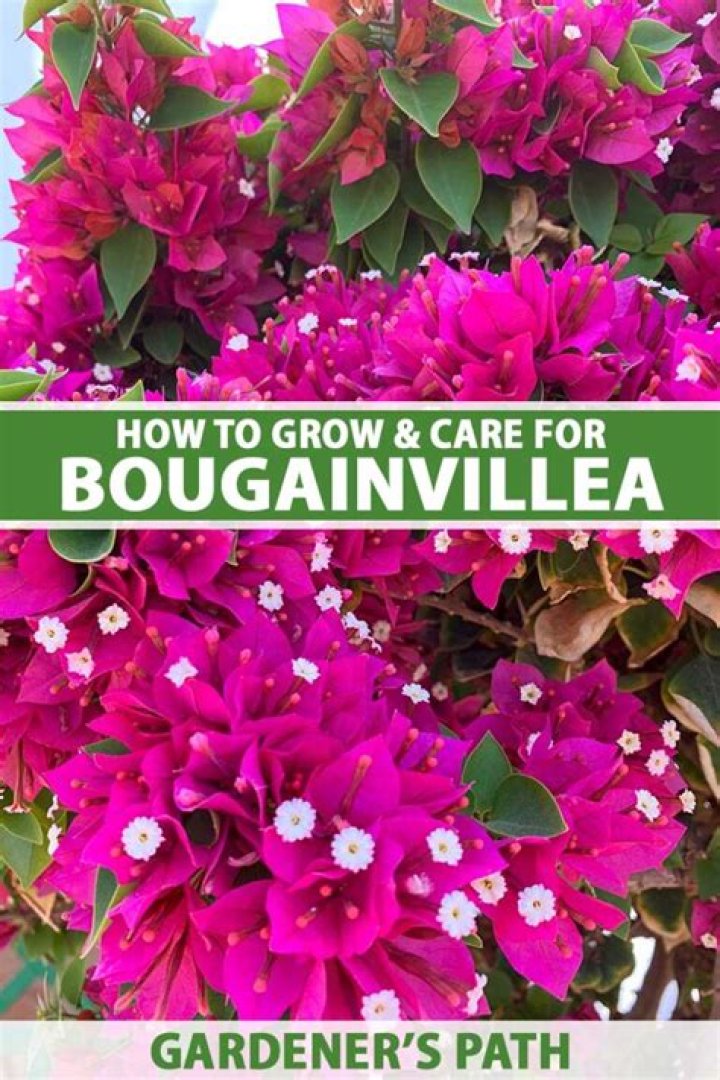 How do you keep bougainvillea from freezing