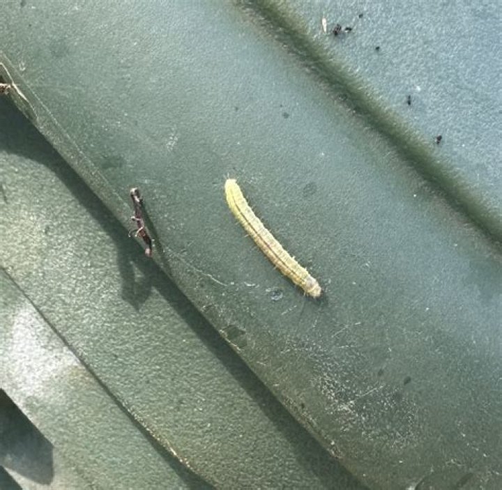 How do you kill oak leaf rollers