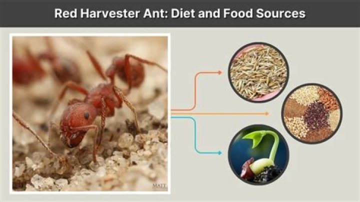 How do you kill red harvester ants