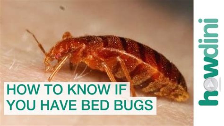 How do you know if a bug is a fig