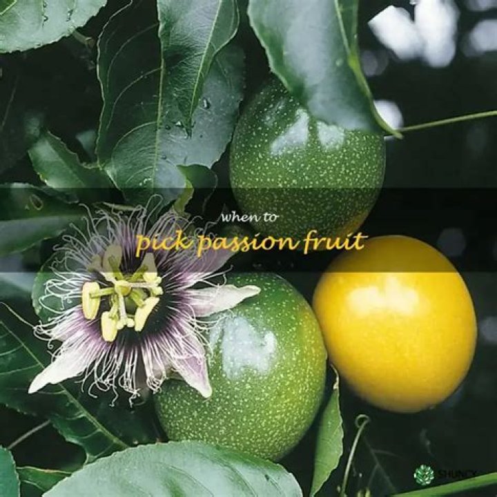 How do you know when to pick passion fruit