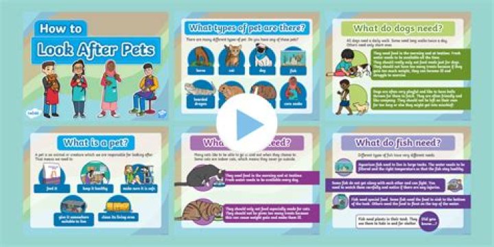 How do you look after Nandina domestica