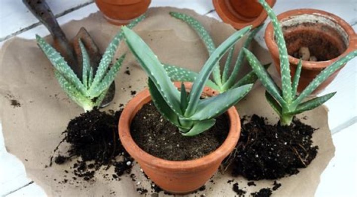 How do you make aloe potting soil