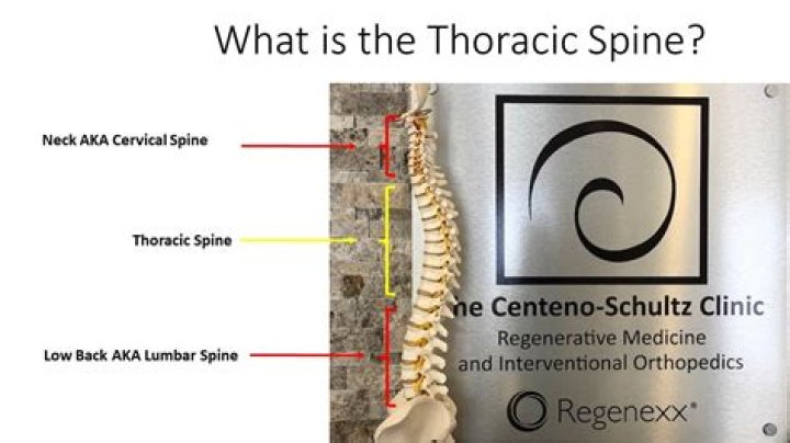 How do you measure spinal vertebrae