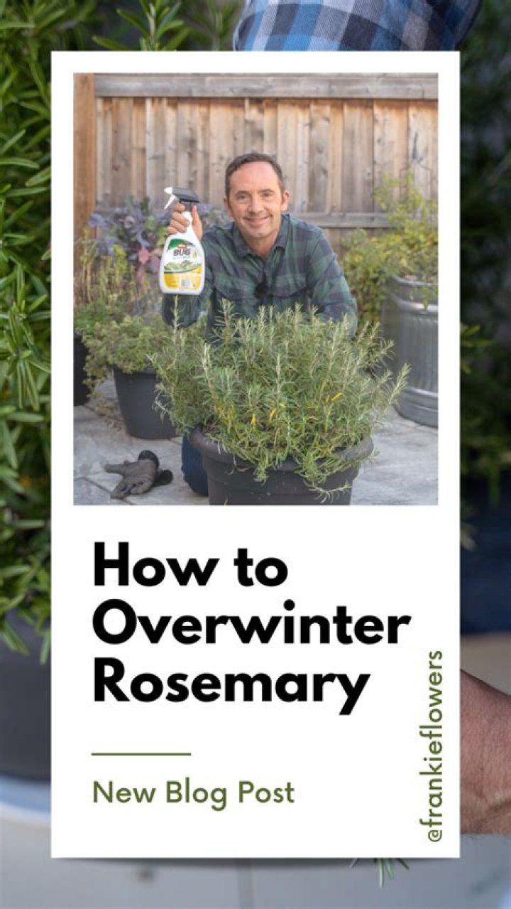 How do you overwinter rosemary indoors