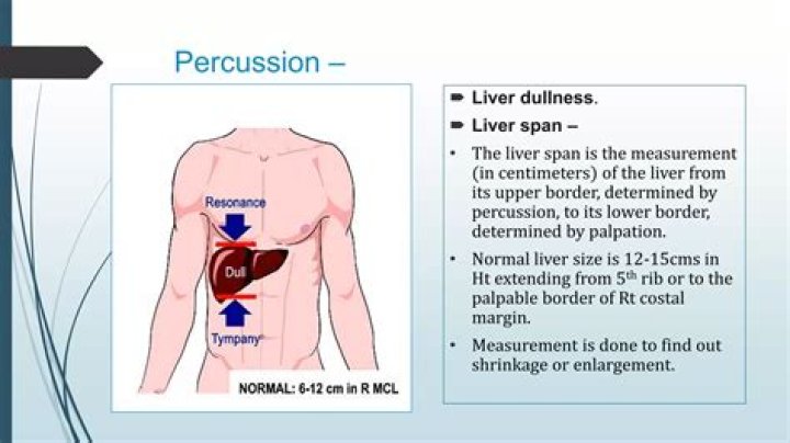 How do you Percuss your liver
