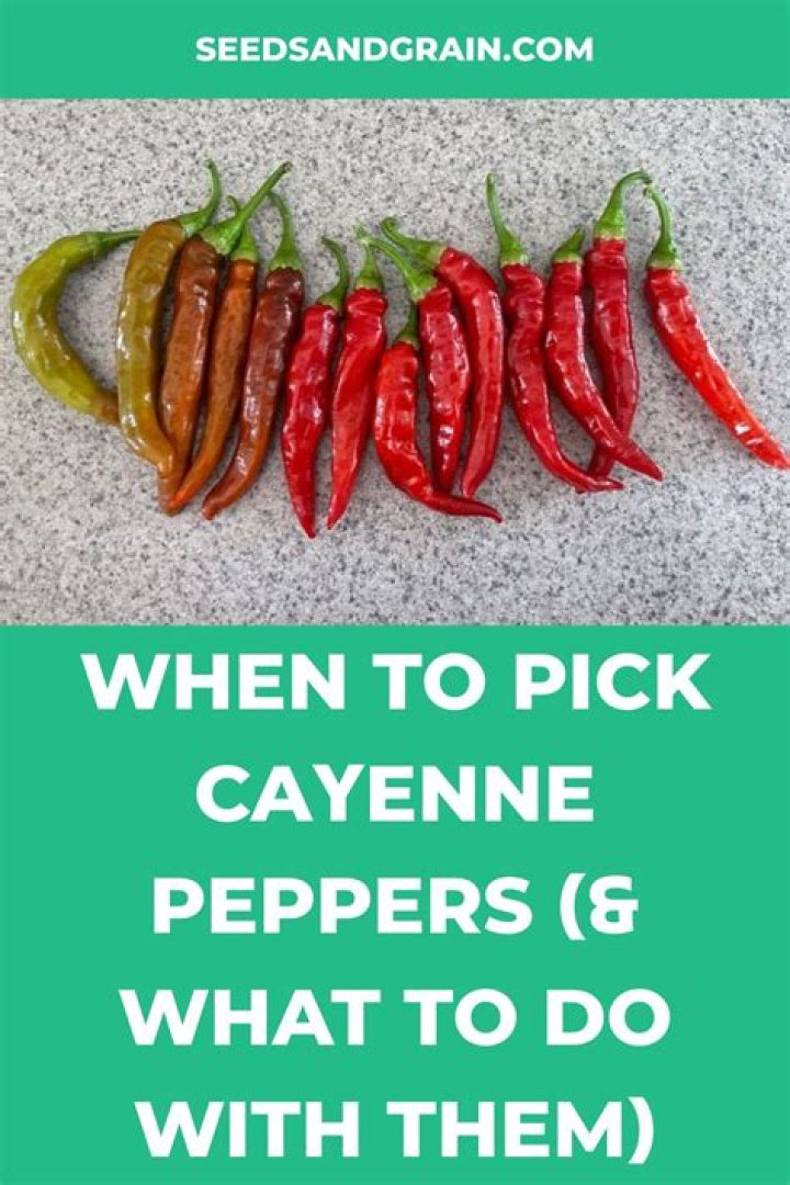 How do you pick cayenne peppers
