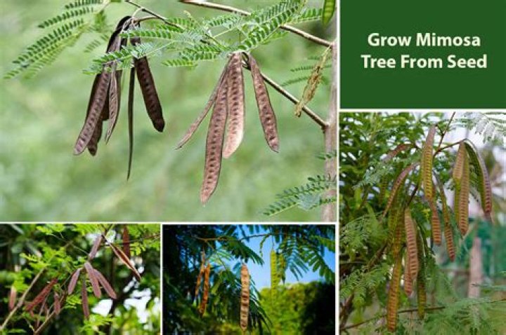 How do you plant a mimosa tree from seed