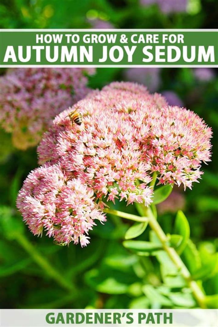 How do you plant autumn fire sedum