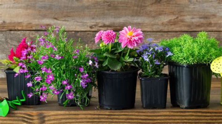 How do you plant patio containers