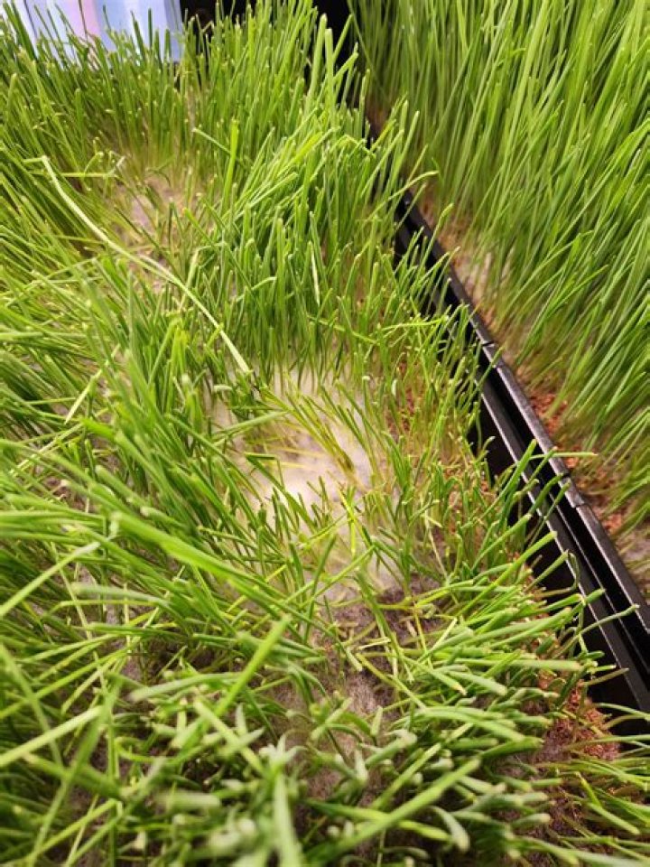 How do you prevent mold from growing wheatgrass