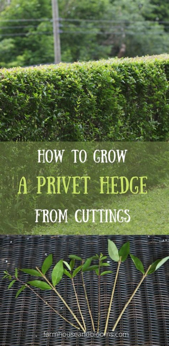 How do you propagate a privet hedge