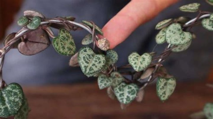 How do you propagate Calico Hearts