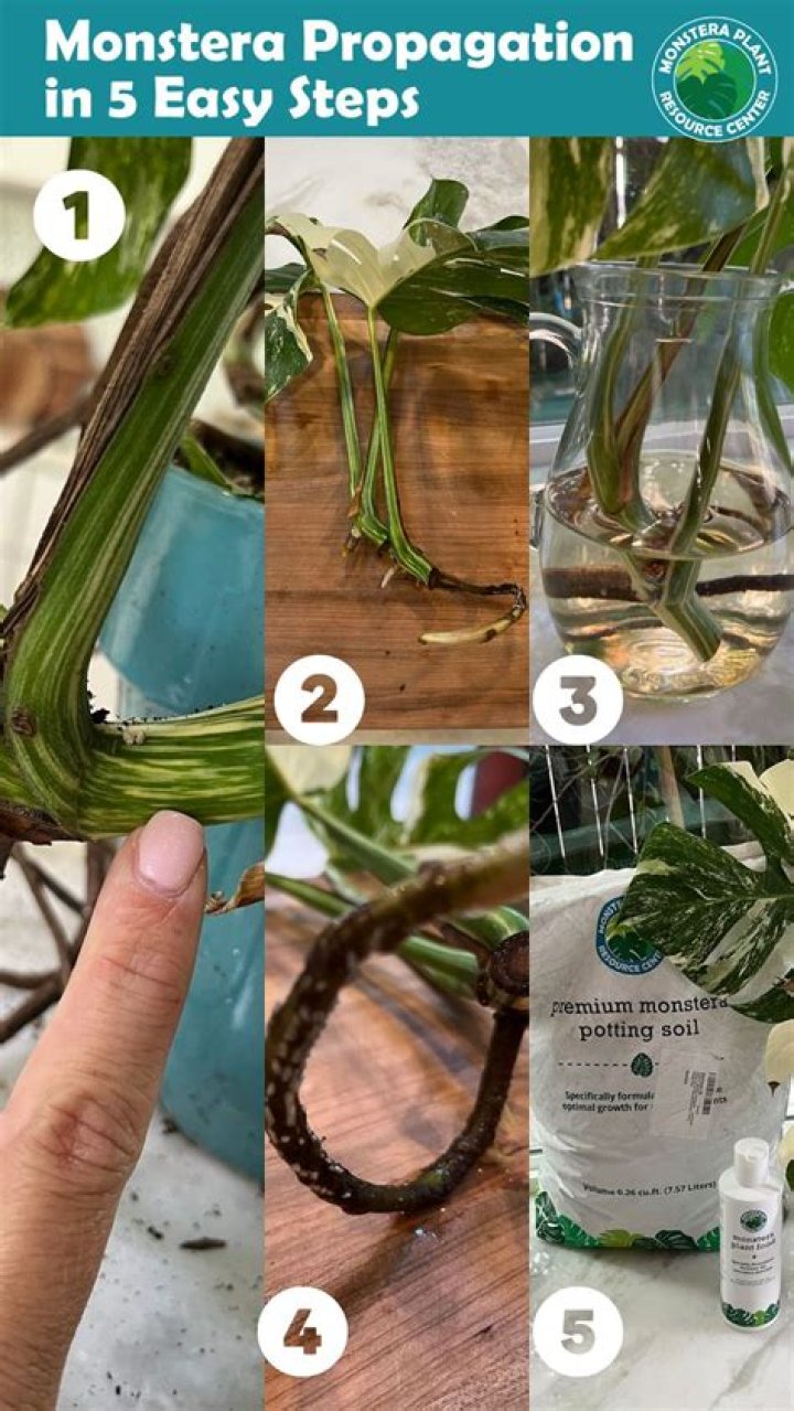 How do you propagate melendres