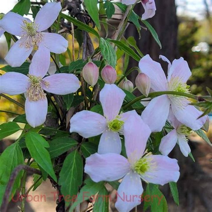 How do you prune a Clematis montana Elizabeth