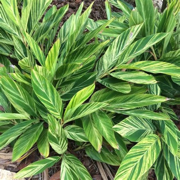 How do you prune variegated ginger